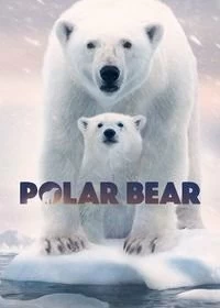 Постер Полярный медведь (Polar Bear)