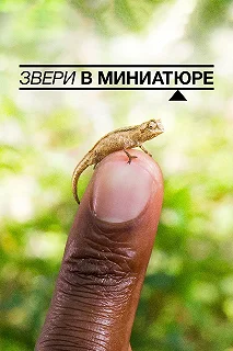 Постер Звери в миниатюре (Super Small Animals)