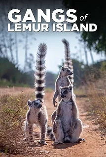 Постер Банды острова лемуров (Gangs of Lemur Island)